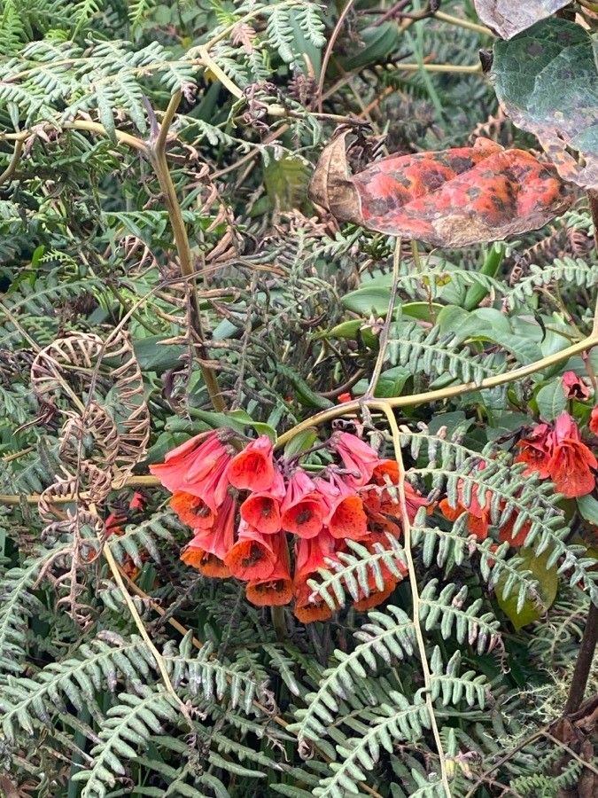 Bomarea hirsuta flower