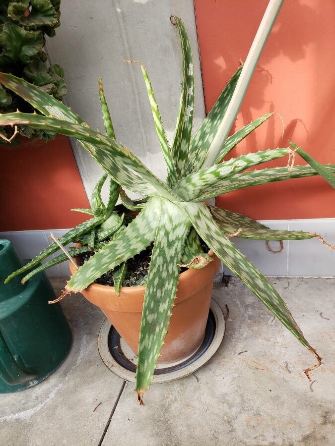 Aloe zebrina habit