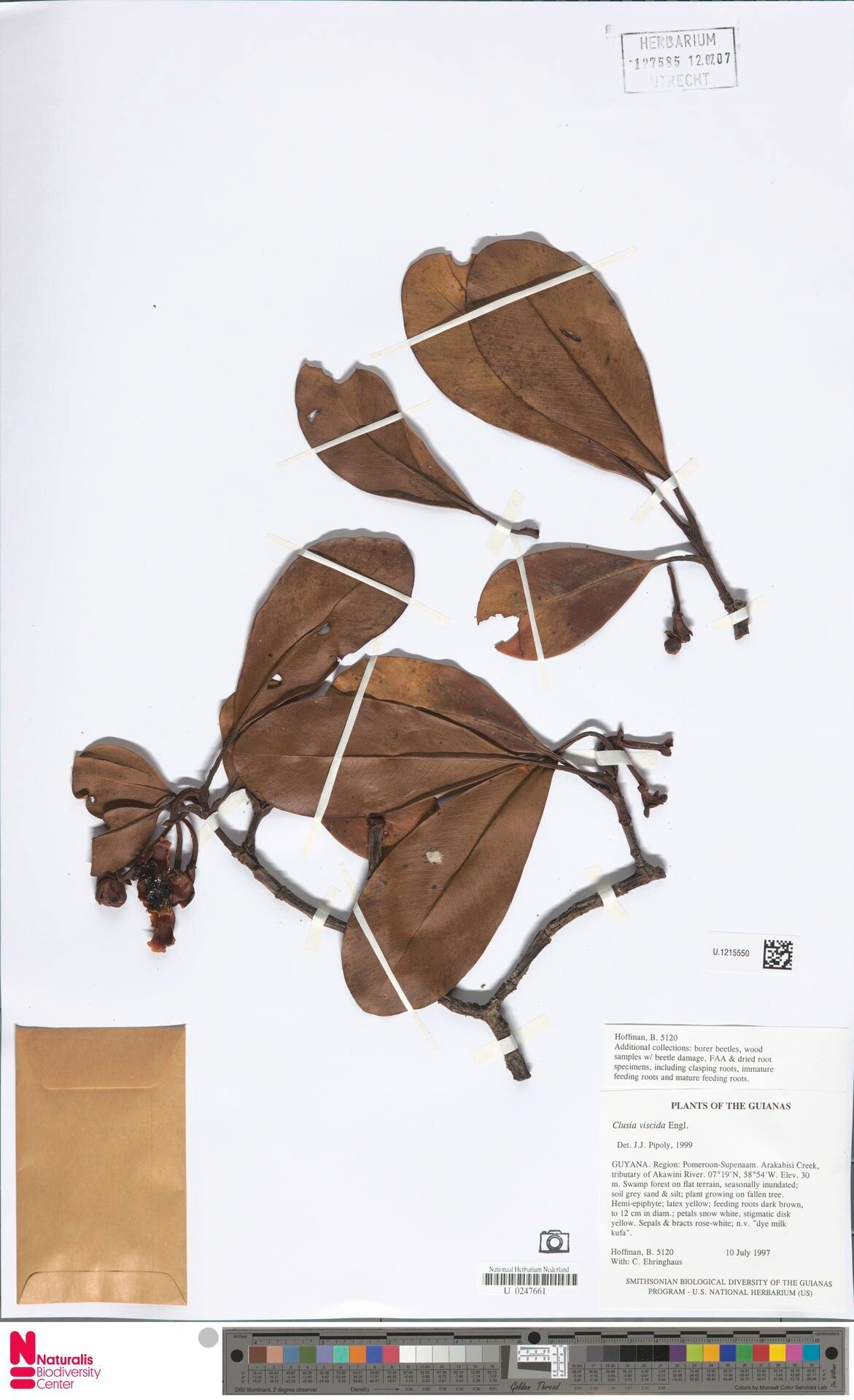 Clusia viscida leaf