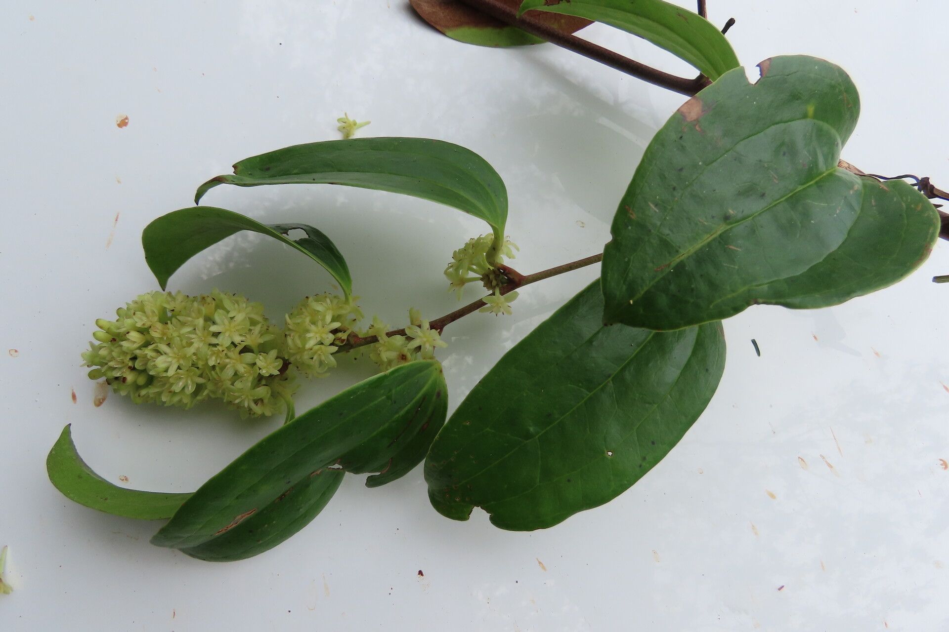 Smilax domingensis — search result for 'Smilax'