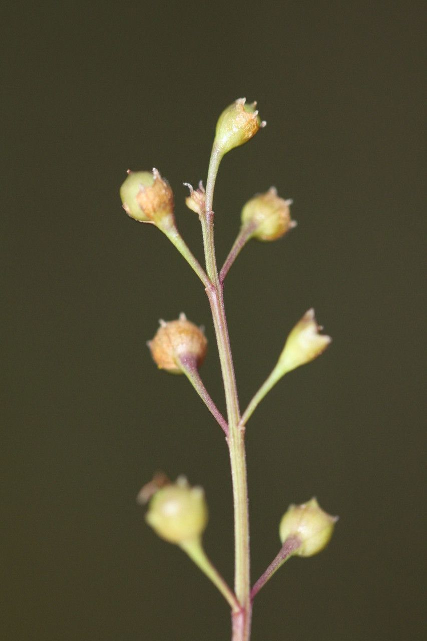 Agalinis skinneriana fruit