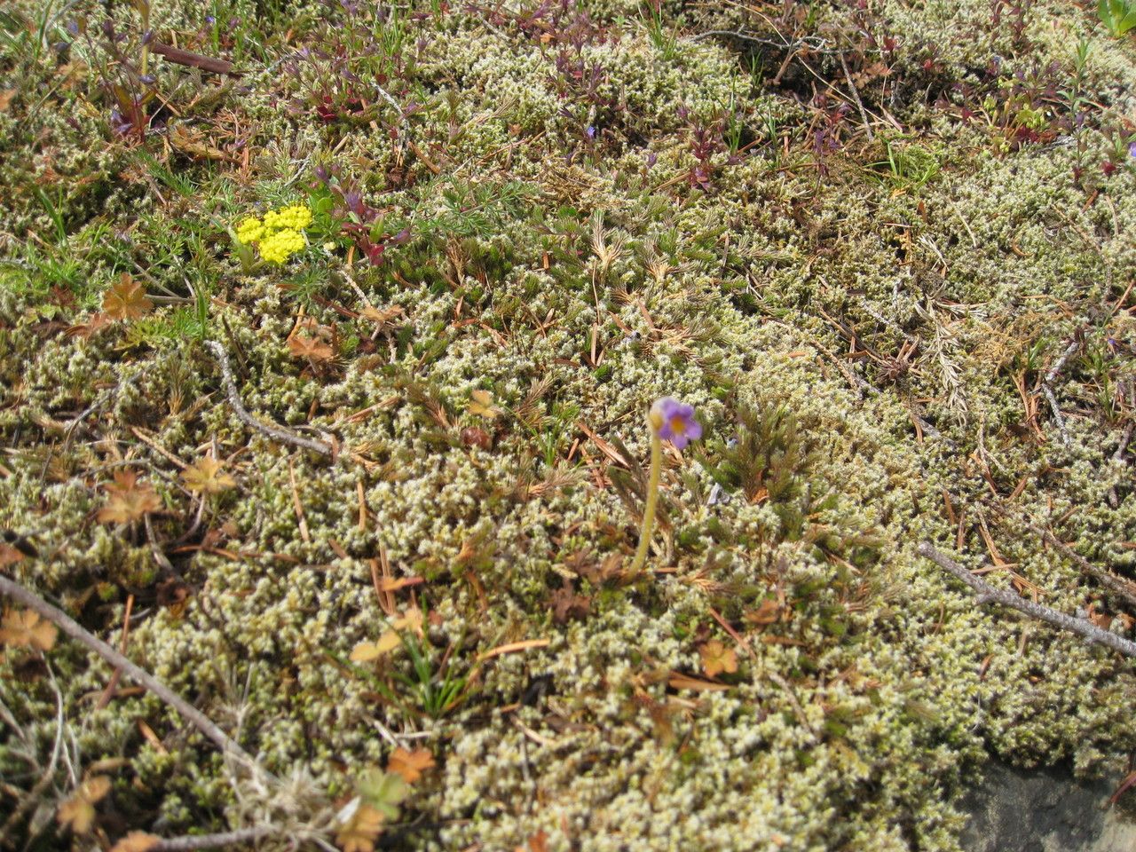 Orobanche uniflora habit