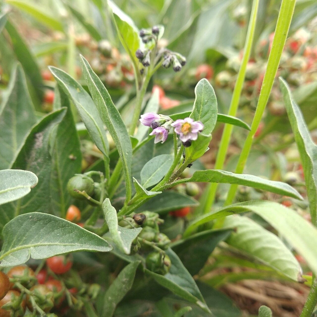 Solanum corymbosum — houseplant care guide