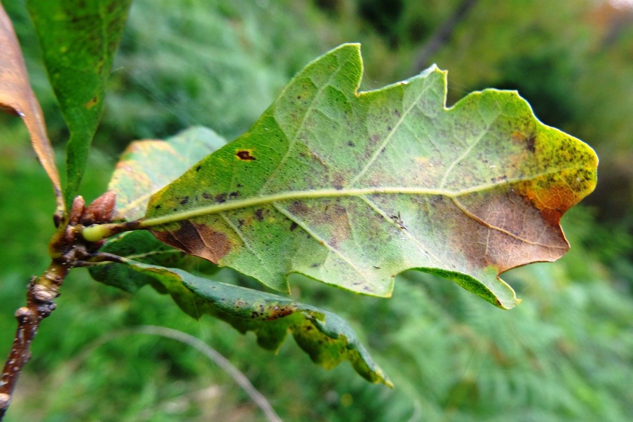 Quercus pacifica — houseplant care guide