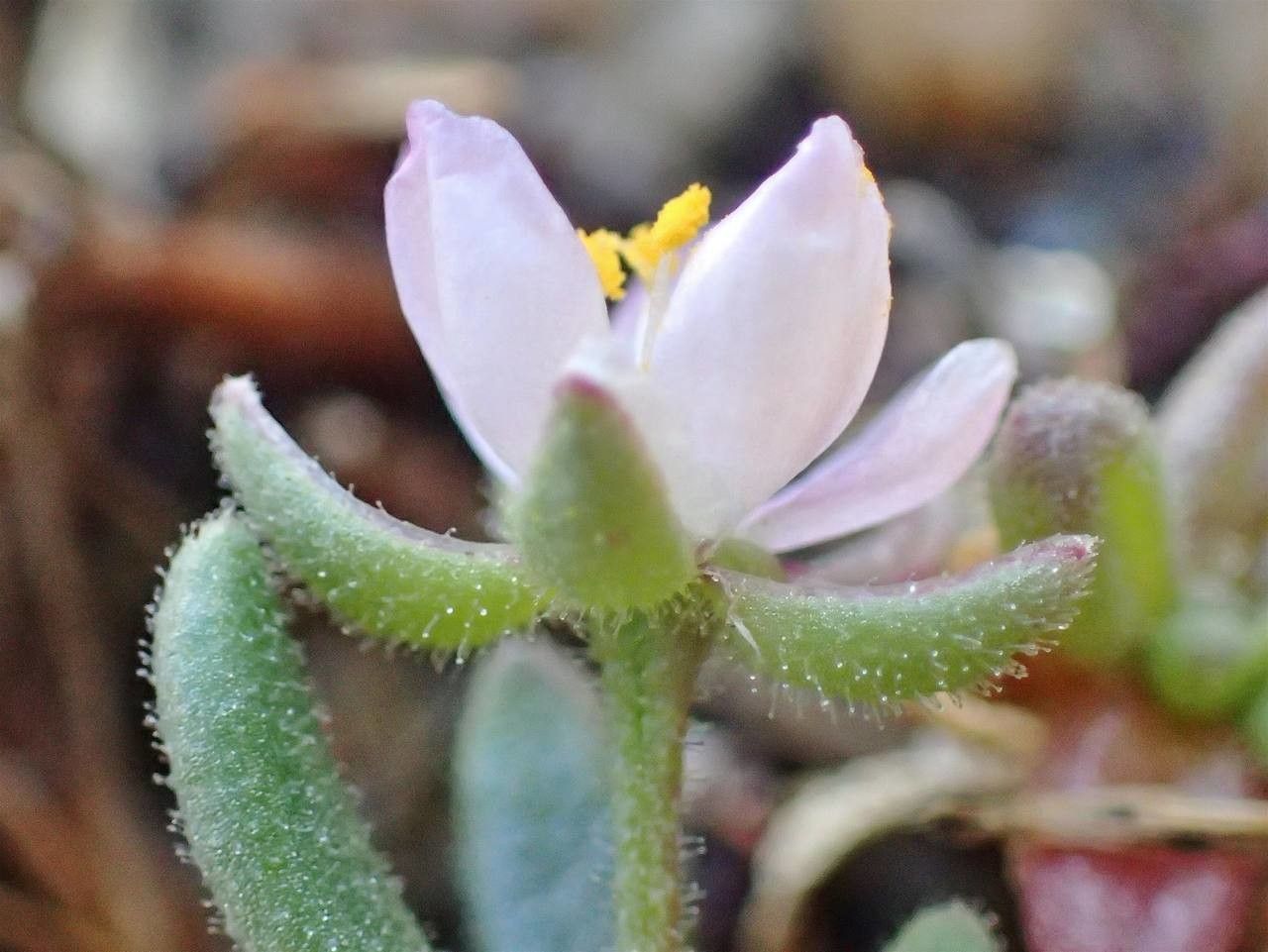 Spergula macrorrhiza flower
