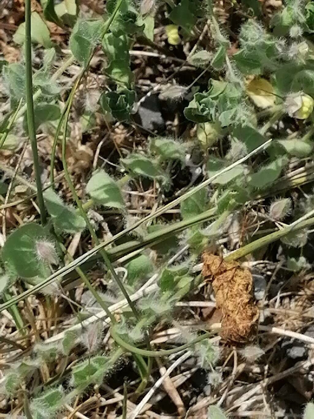 Kickxia commutata — related species from the same genus