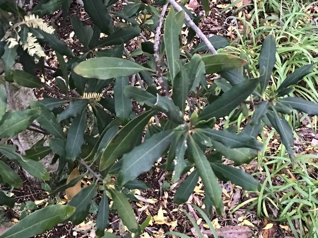 Myrsine melanophloeos — houseplant care guide