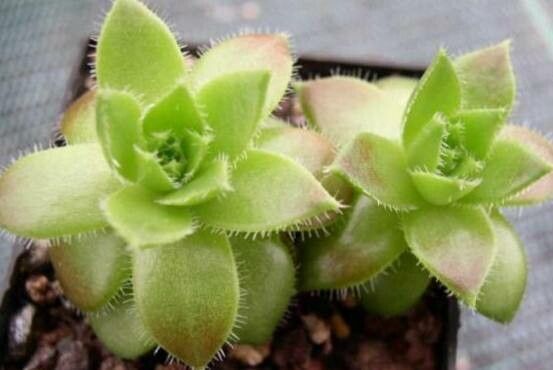 Sempervivum staintonii — search result for 'Sempervivum'