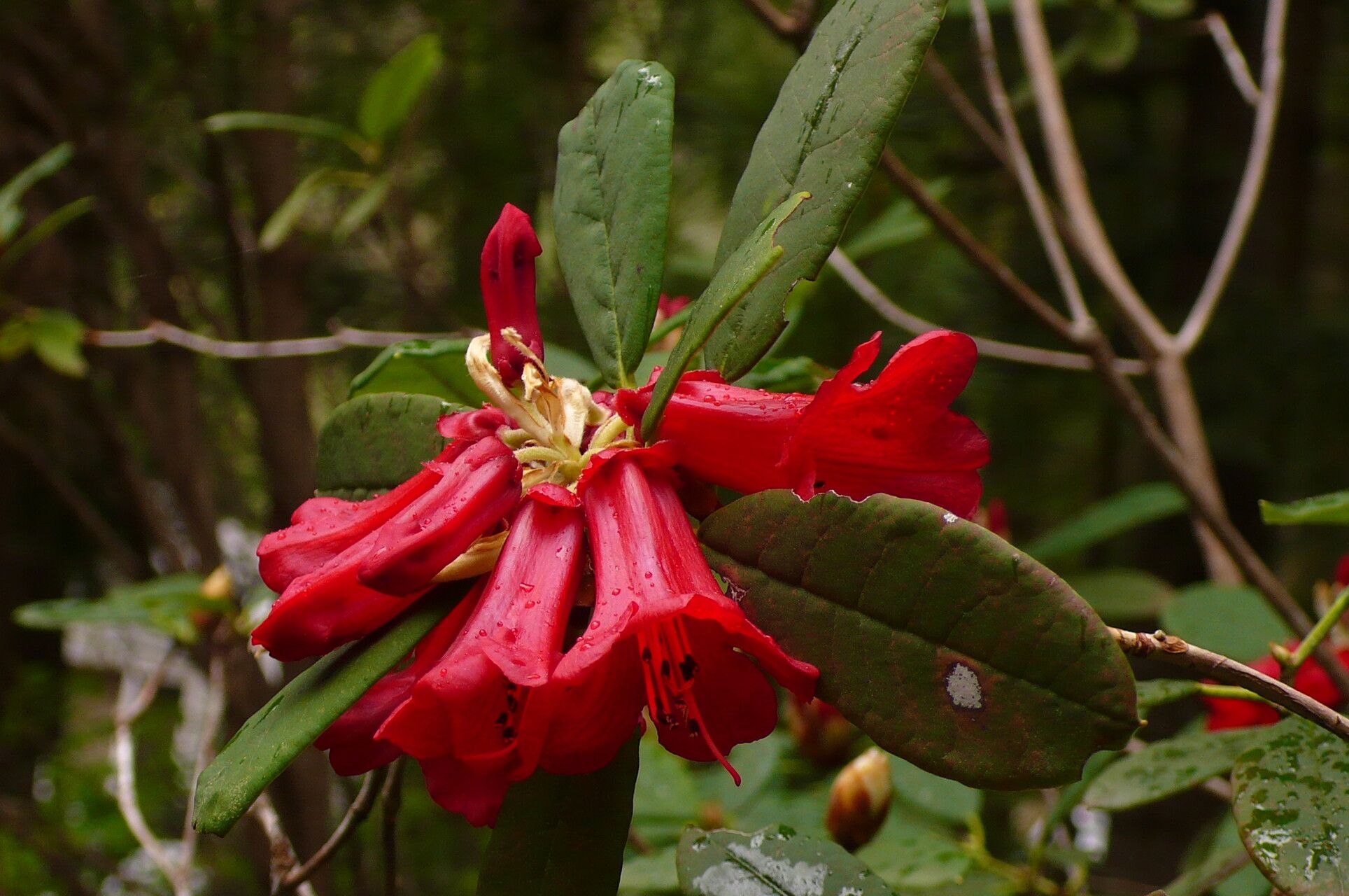 Rhododendron sperabile flower