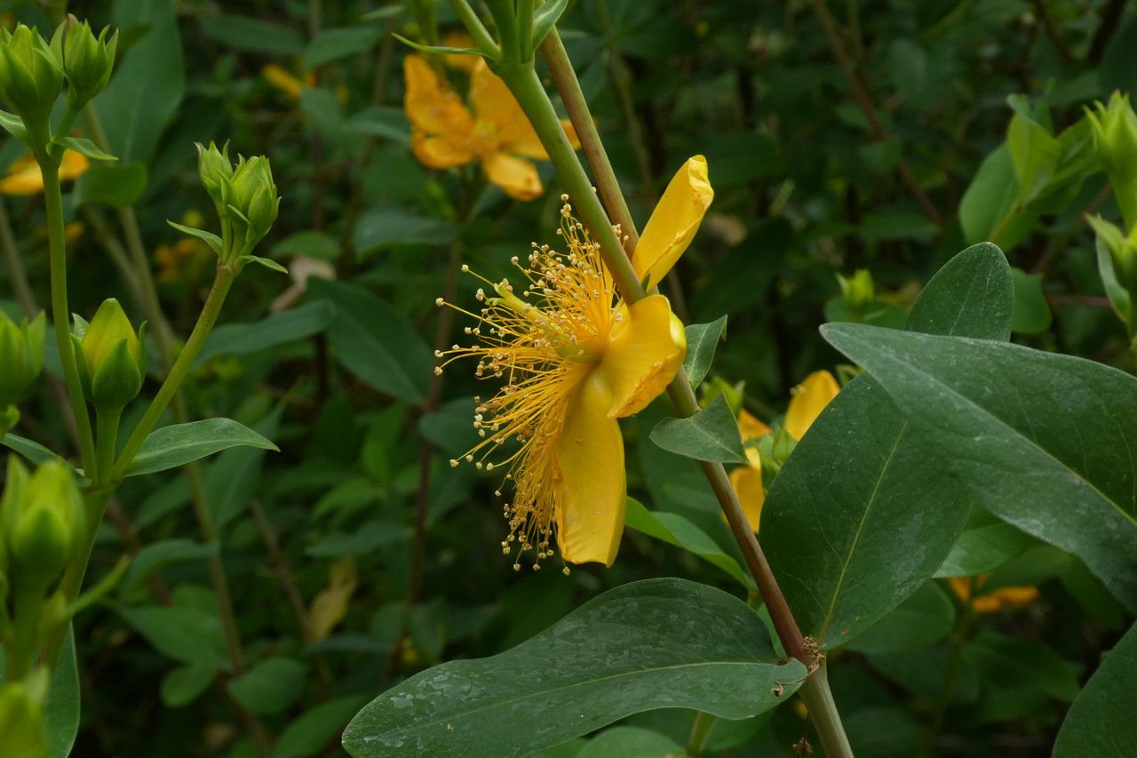 Hypericum beanii flower