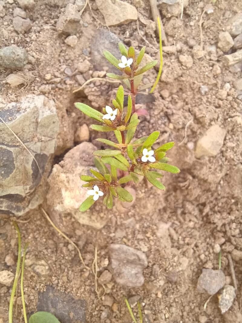 Gayophytum humile — houseplant care guide