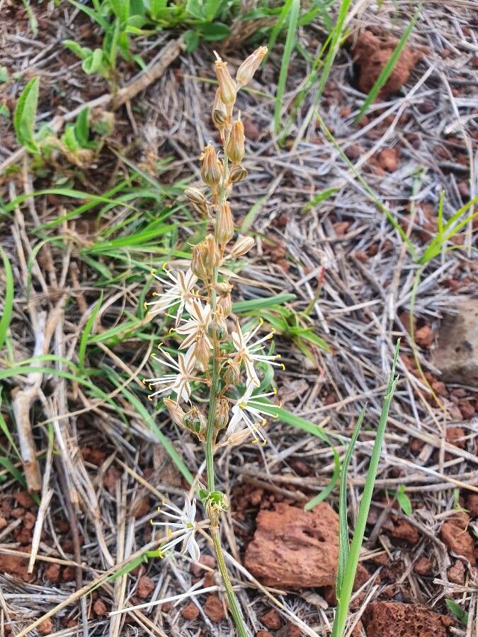 Trachyandra saltii habit