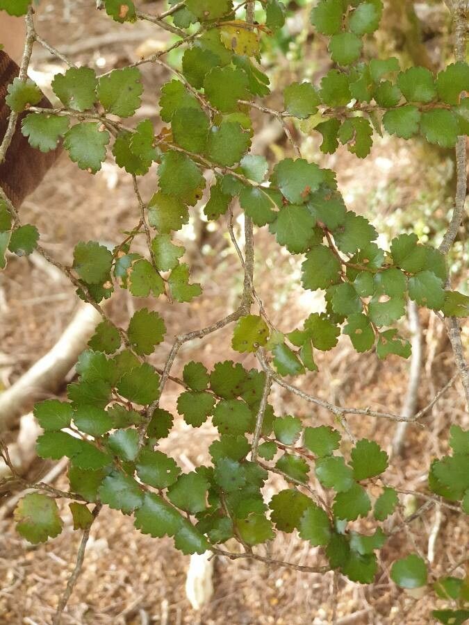 Nothofagus menziesii — search result for 'Nothofagus'