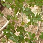 Nothofagus menziesii