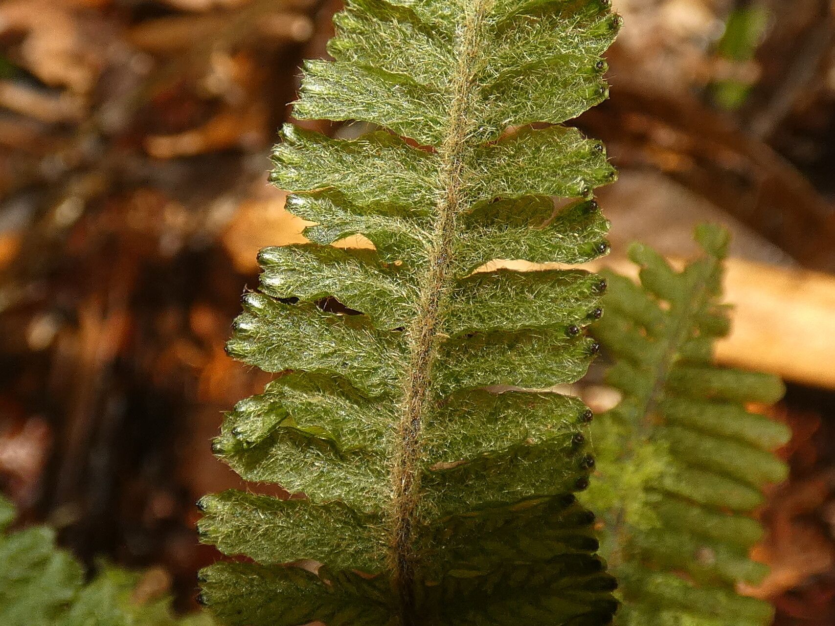 Trichomanes martiusii — houseplant care guide