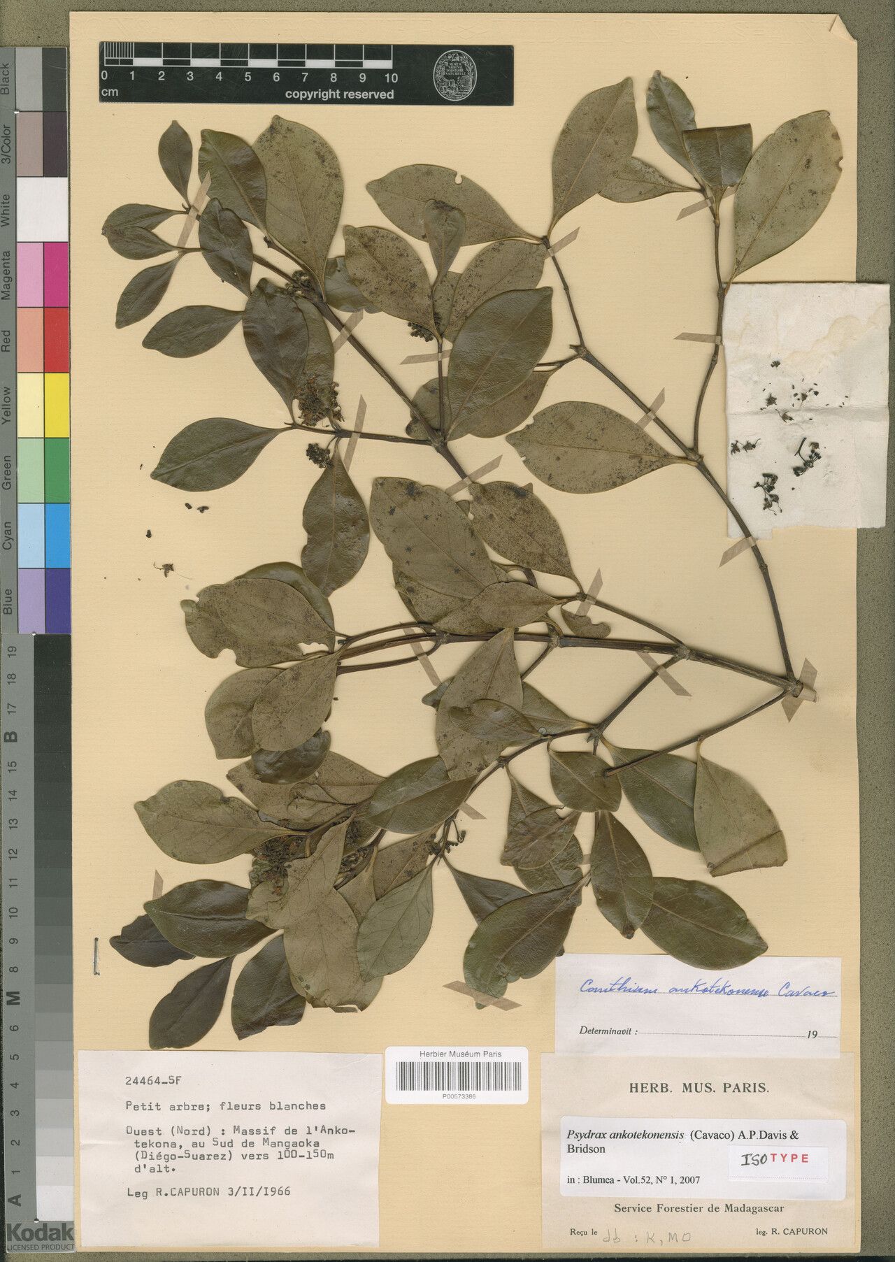 Psydrax ankotekonensis — related species from the same genus