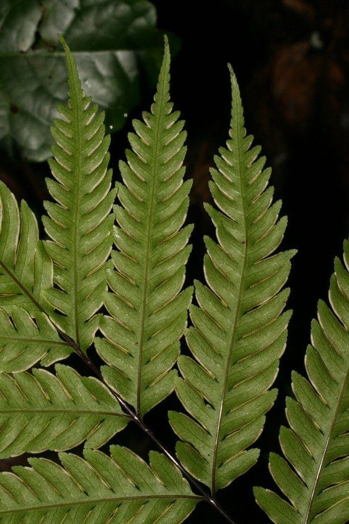 Pteris laevis leaf
