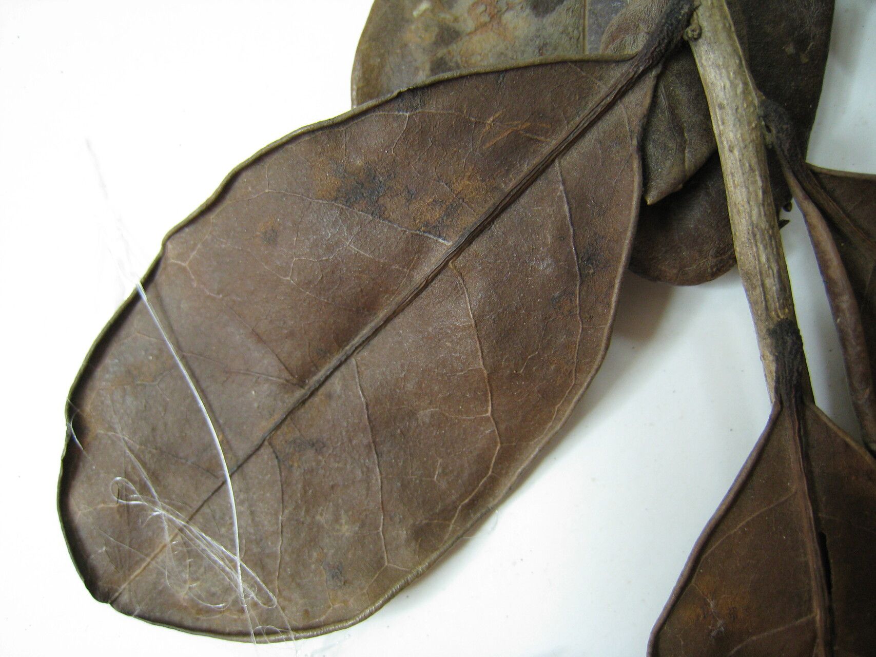 Ilex guianensis other