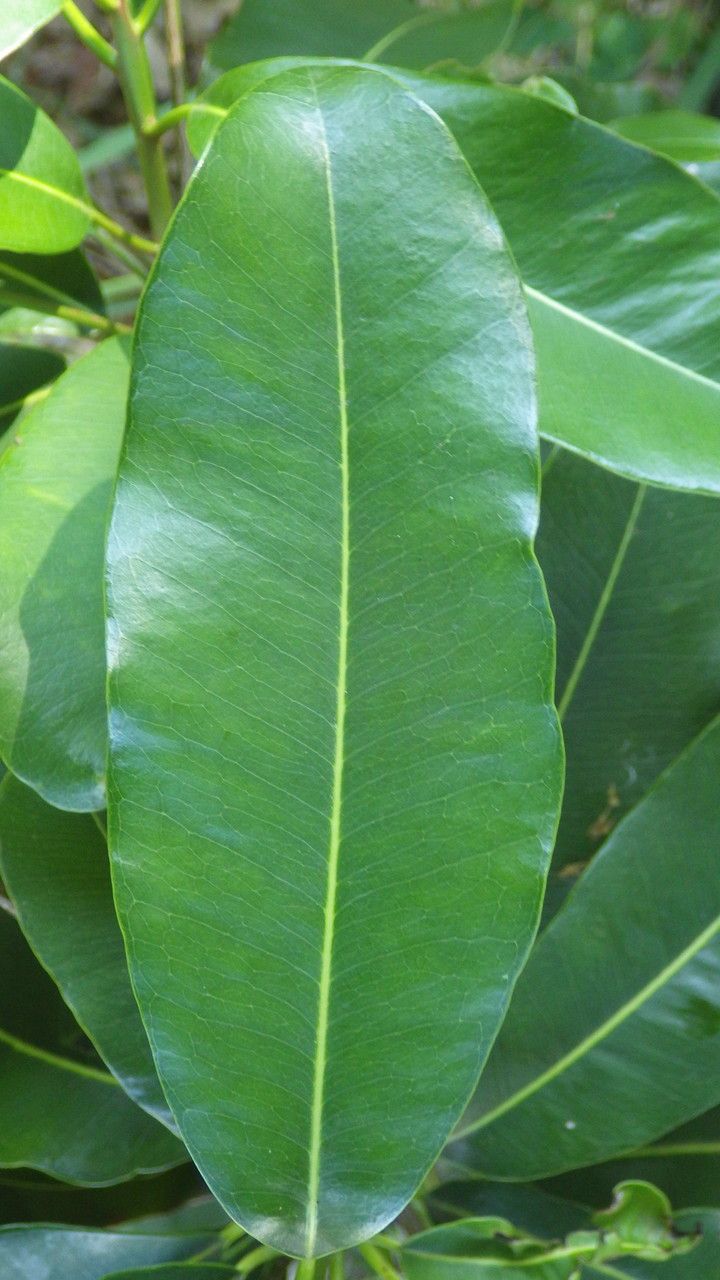 Mimusops petiolaris leaf