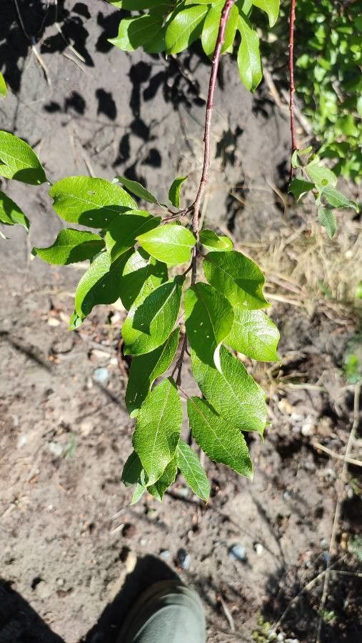 Salix bebbiana leaf