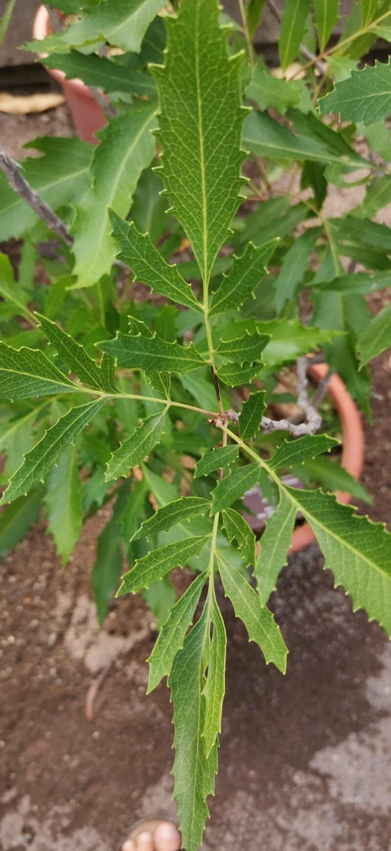 Lomatia ilicifolia — related species from the same genus