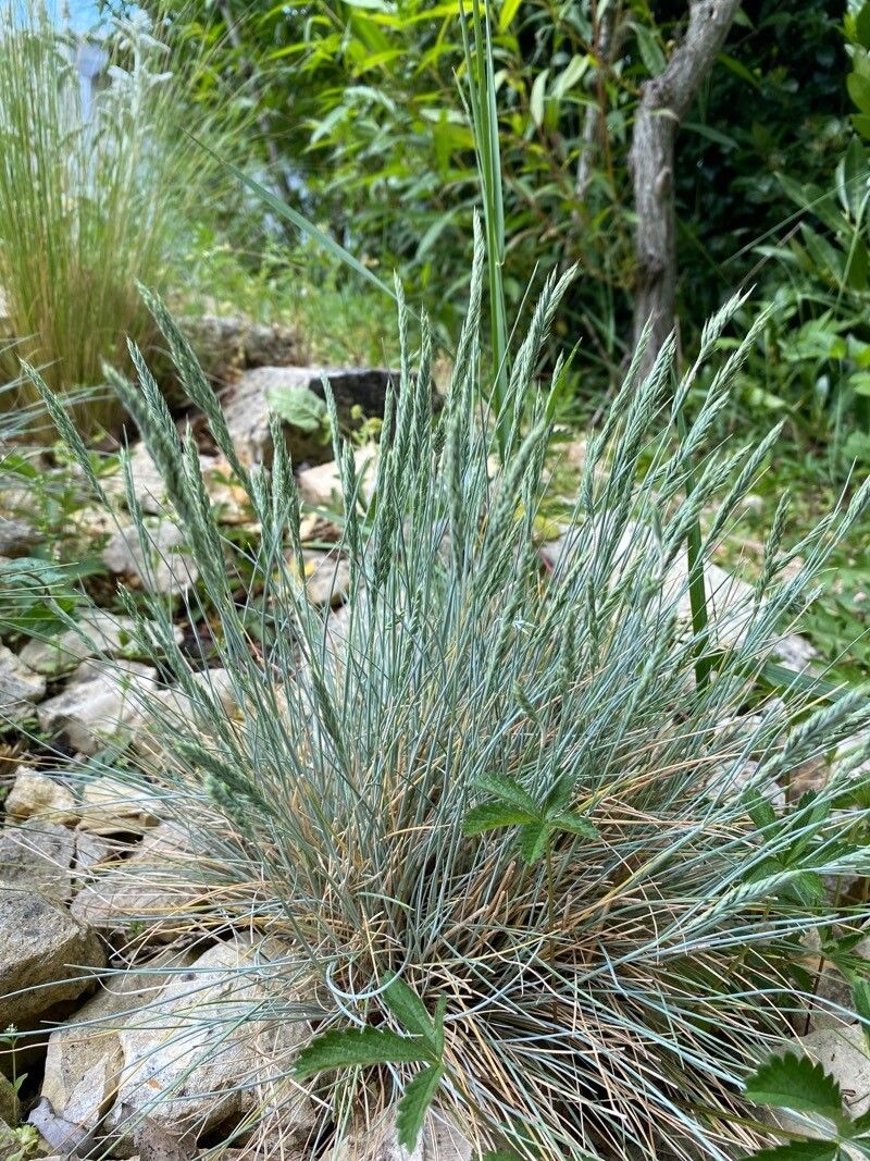 Festuca arvernensis leaf