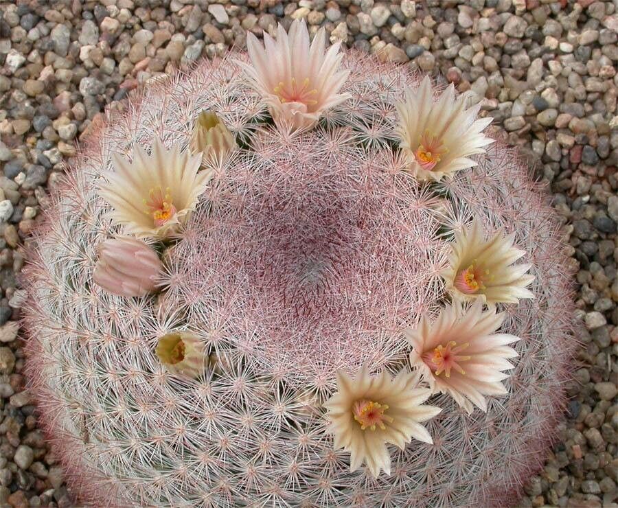 Mammillaria candida flower