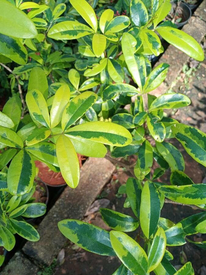 Ravenia spectabilis leaf