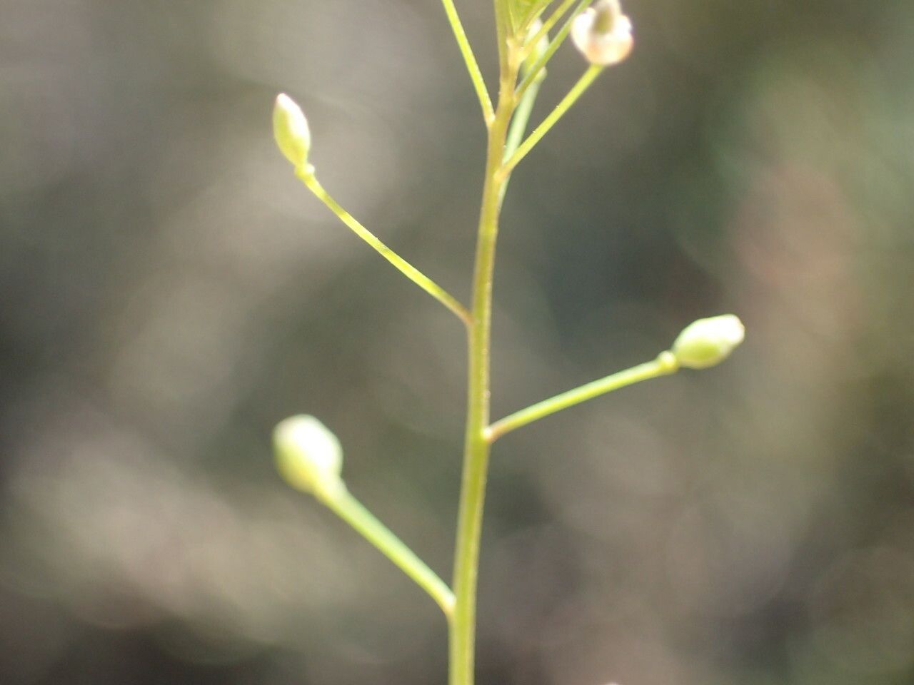Hornungia procumbens fruit