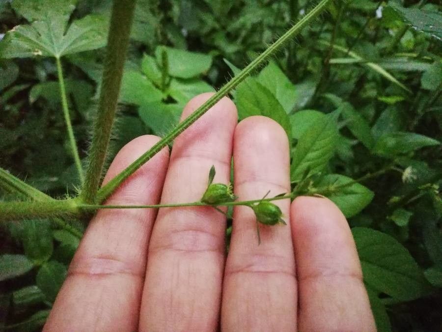Astraea lobata fruit