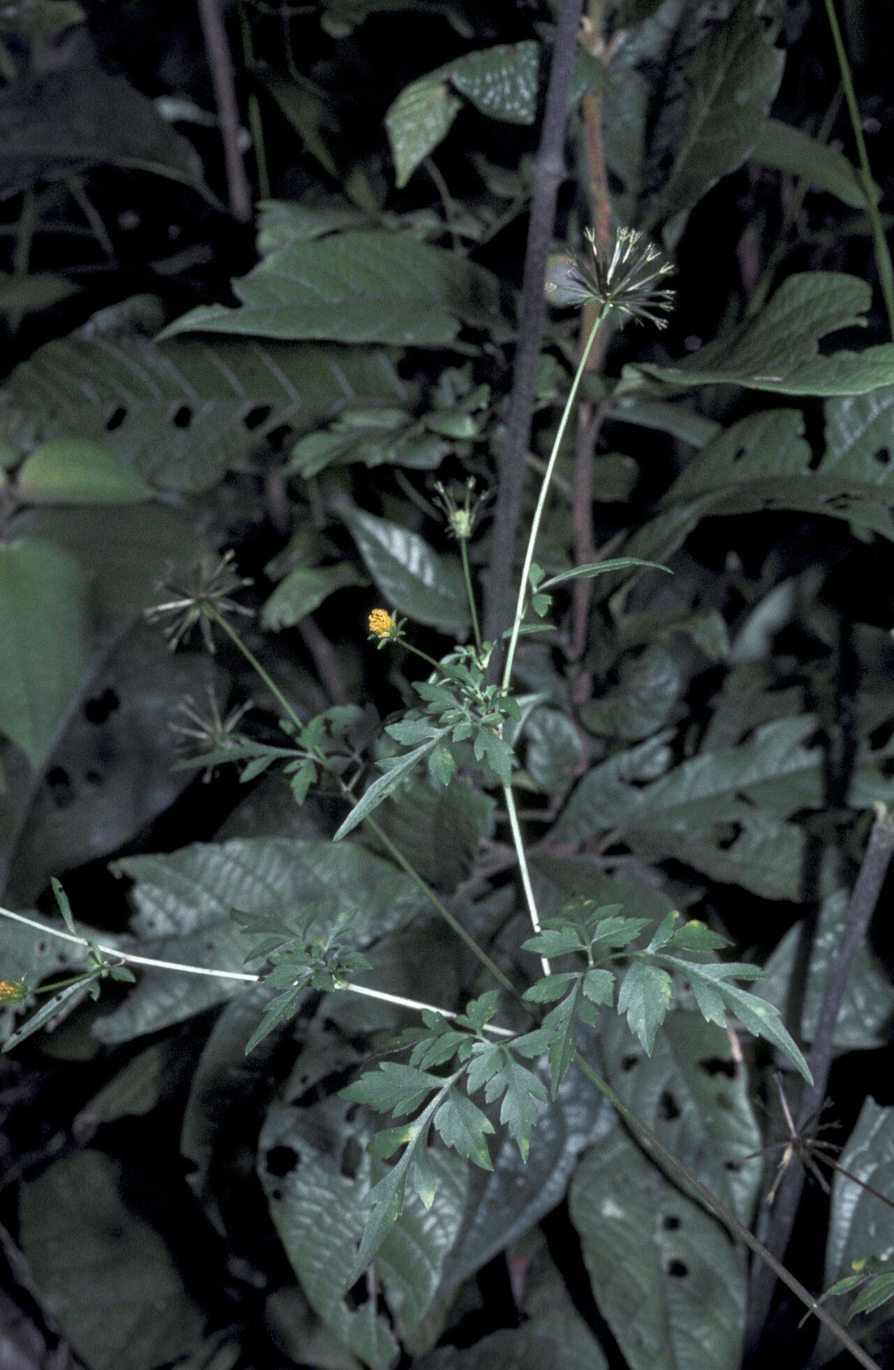 Bidens cynapiifolia habit