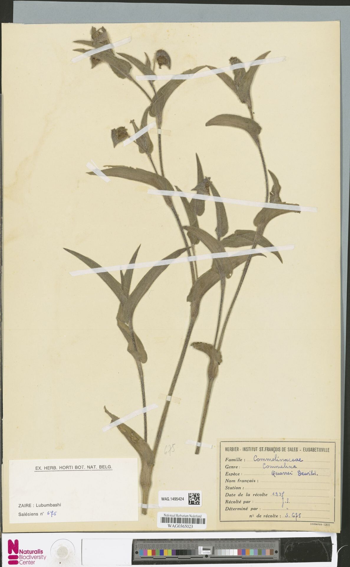 Commelina quarrei — search result for 'Commelina'