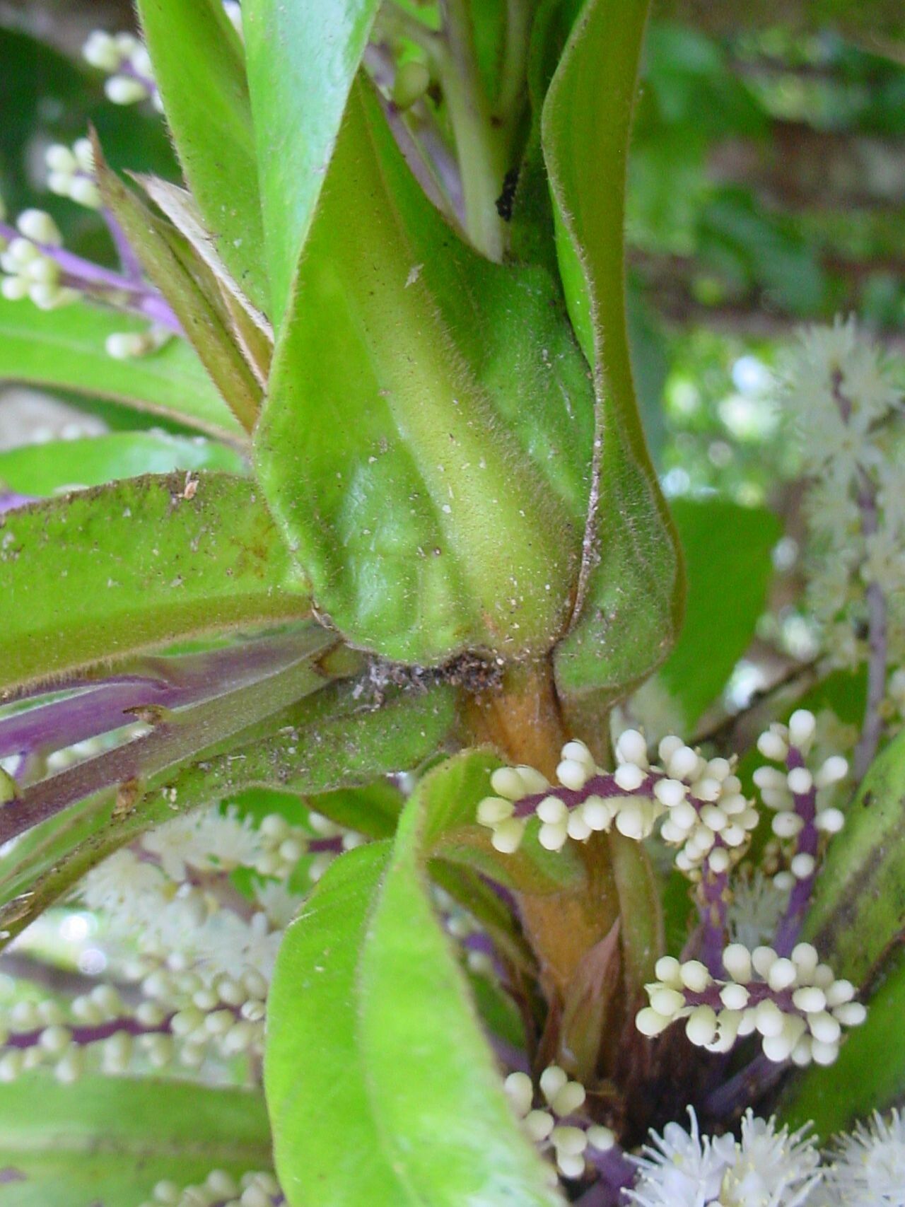 Symplocos neocaledonica flower