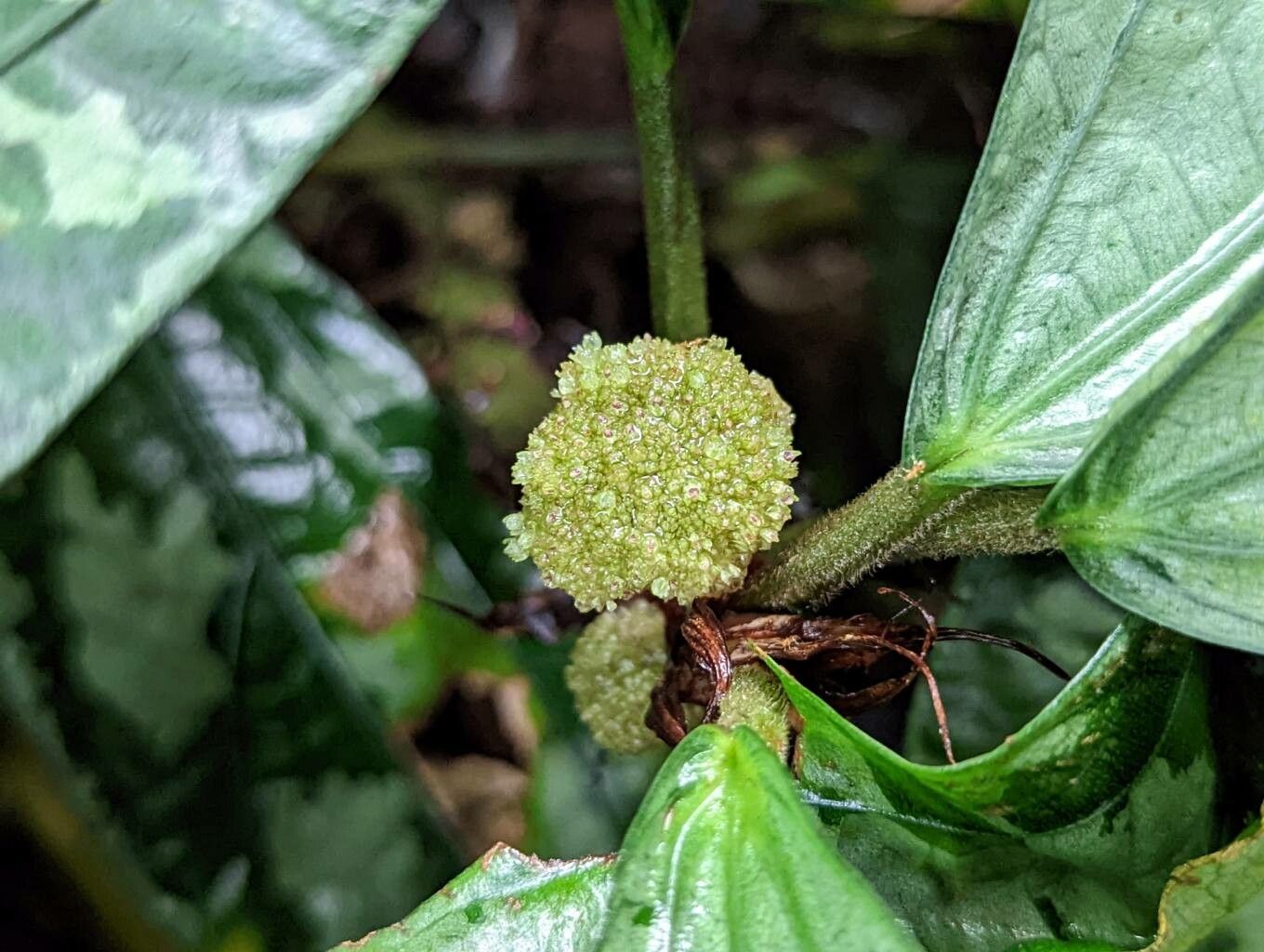 Elatostema latifolium other