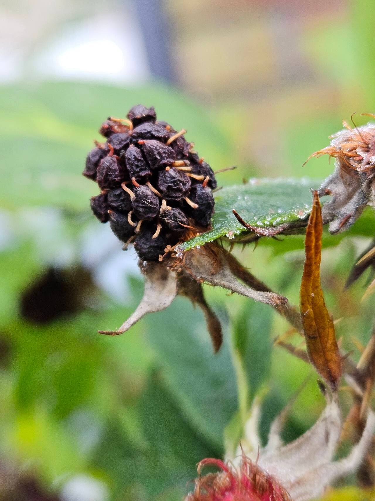 Rubus nemoralis fruit