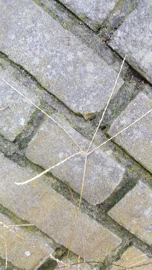 Digitaria ischaemum fruit