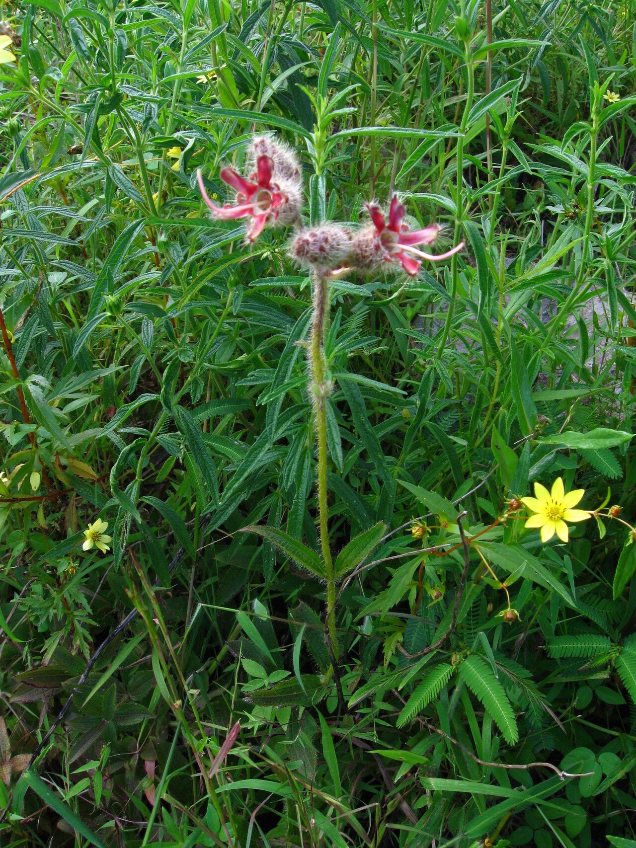 Dissotis longisetosa habit