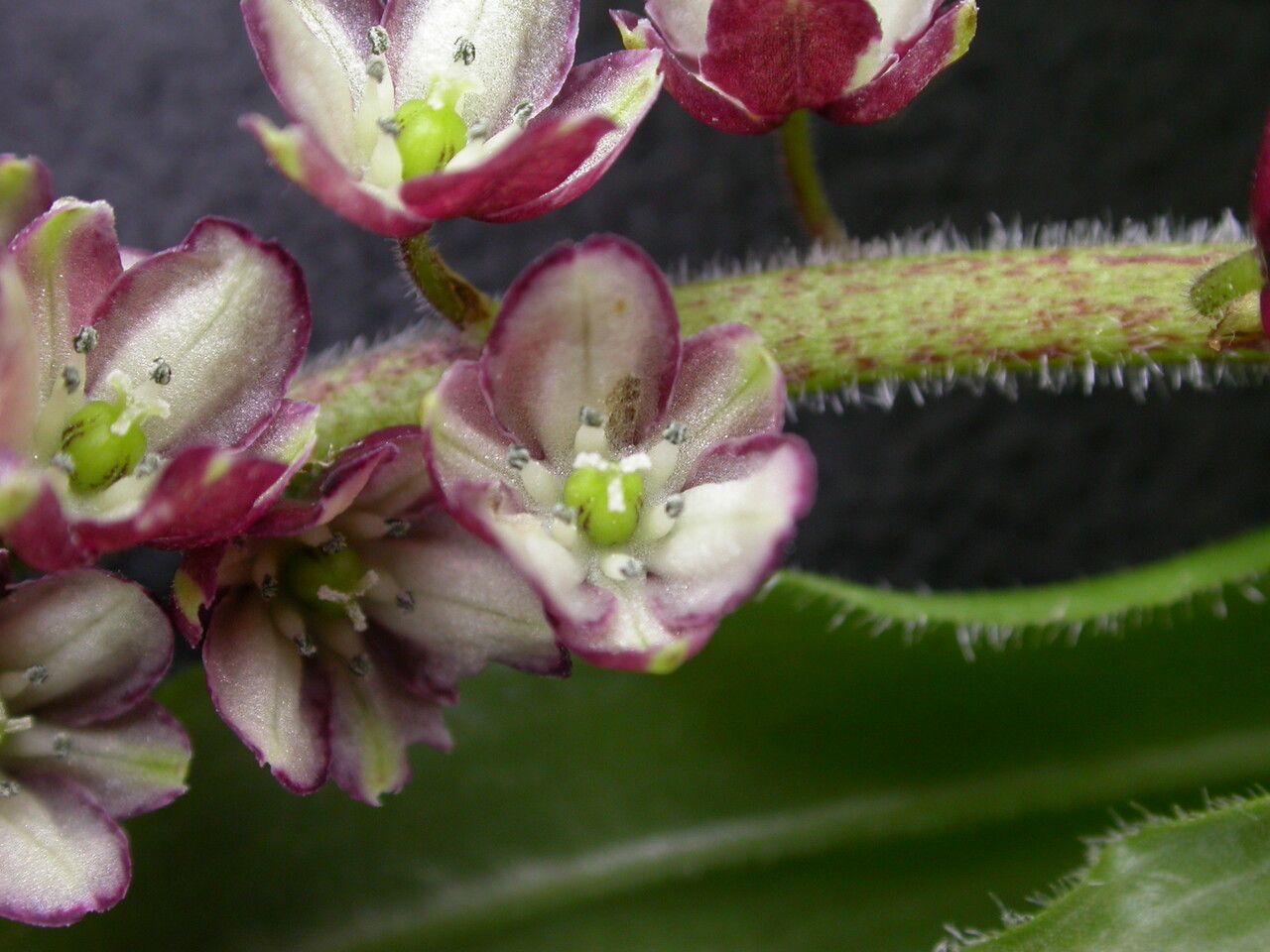 Maianthemum purpureum — houseplant care guide