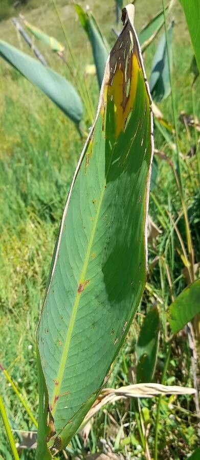 Thalia multiflora leaf