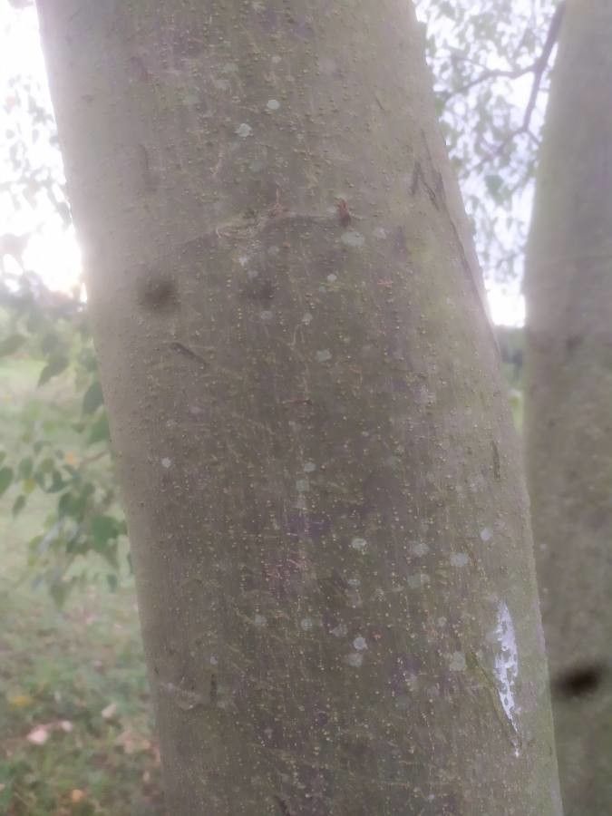 Croton urucurana bark