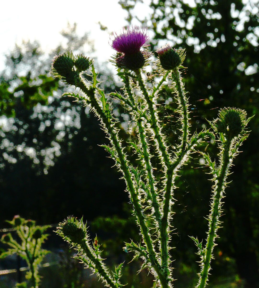 Carduus crispus leaf