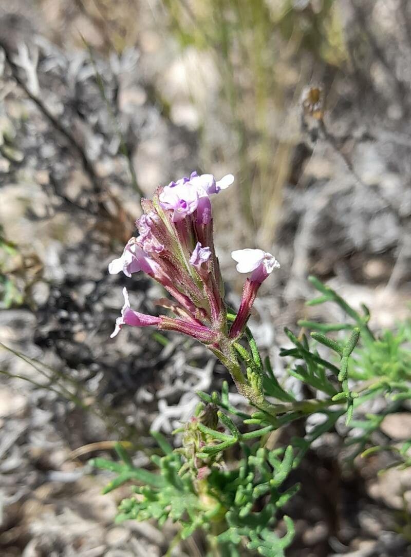 Glandularia subincana flower