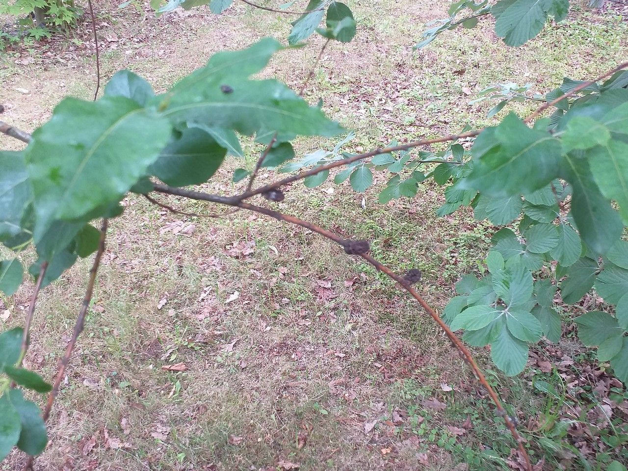 Salix cardiophylla — houseplant care guide