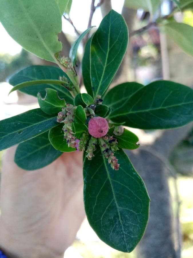 Azara uruguayensis fruit