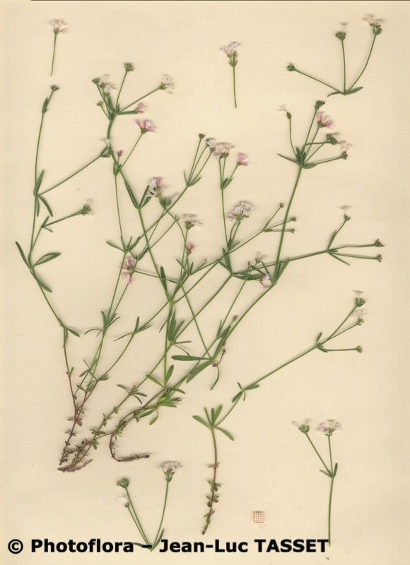 Asperula pyrenaica habit