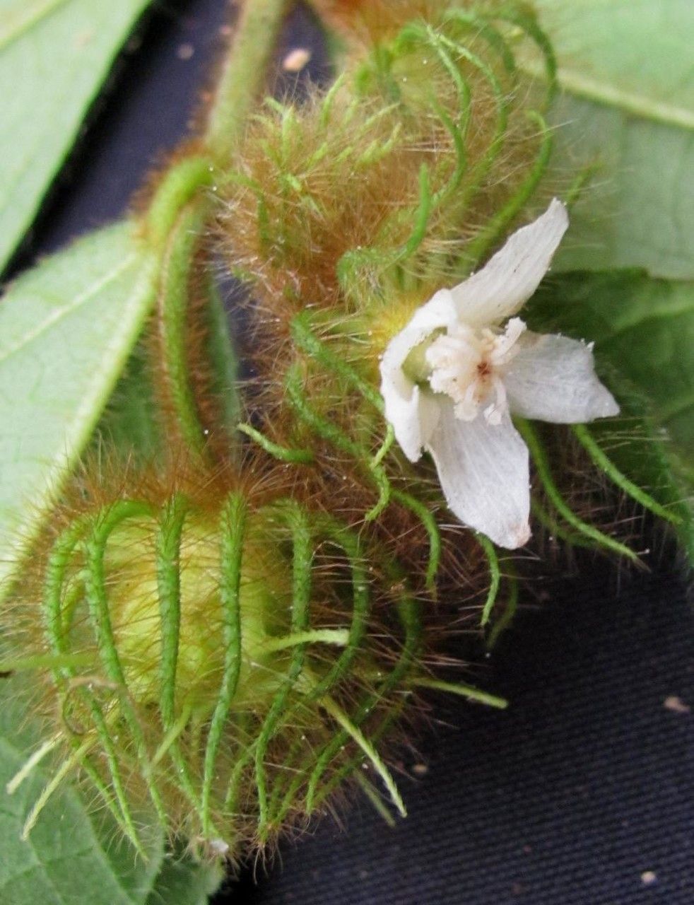 Pavonia oxyphyllaria — search result for 'Pavonia'