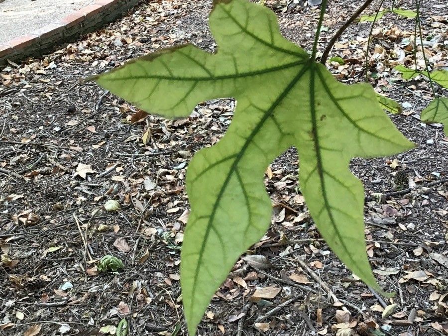 Brachychiton discolor — search result for 'Malvaceae'