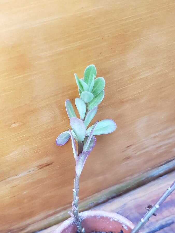 Portulaca brevifolia