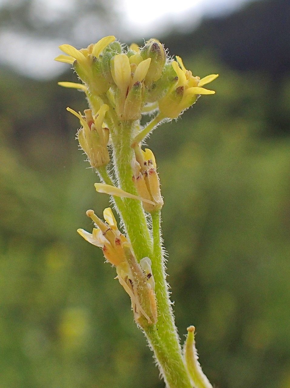 Sisymbrium officinale fruit