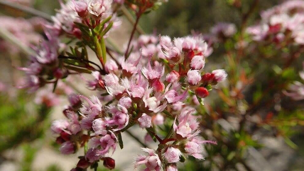 Verticordia densiflora — houseplant care guide